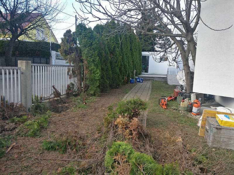 Alte Hecke entfernen, samt wurzeln
