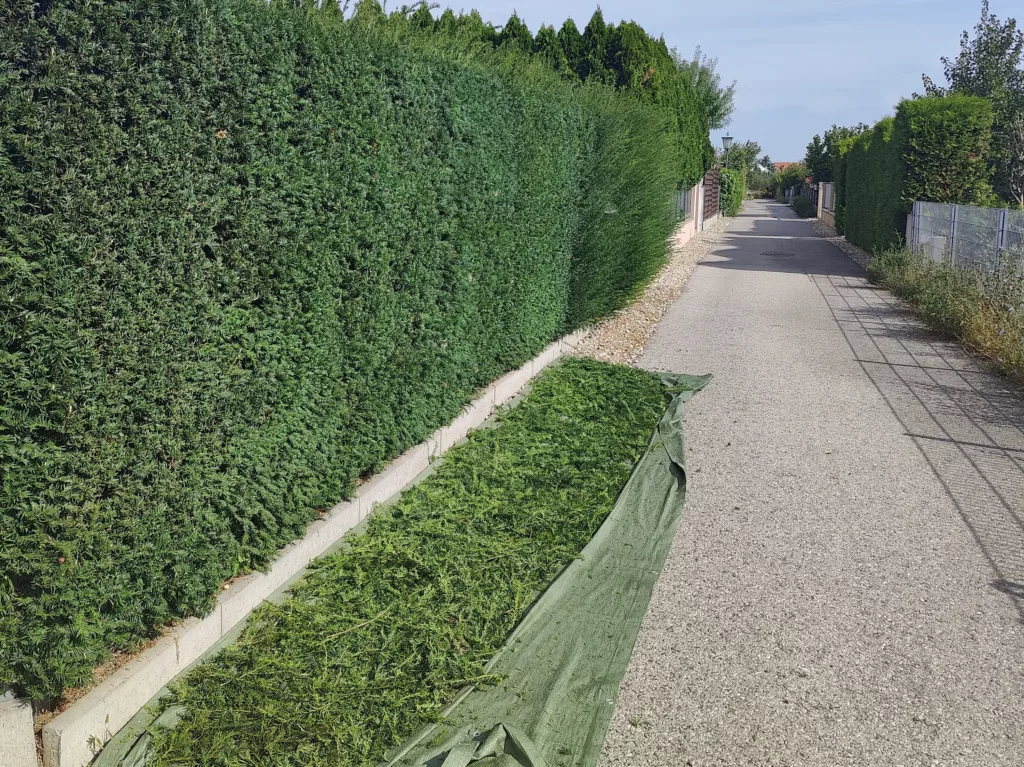Hecke schneiden
