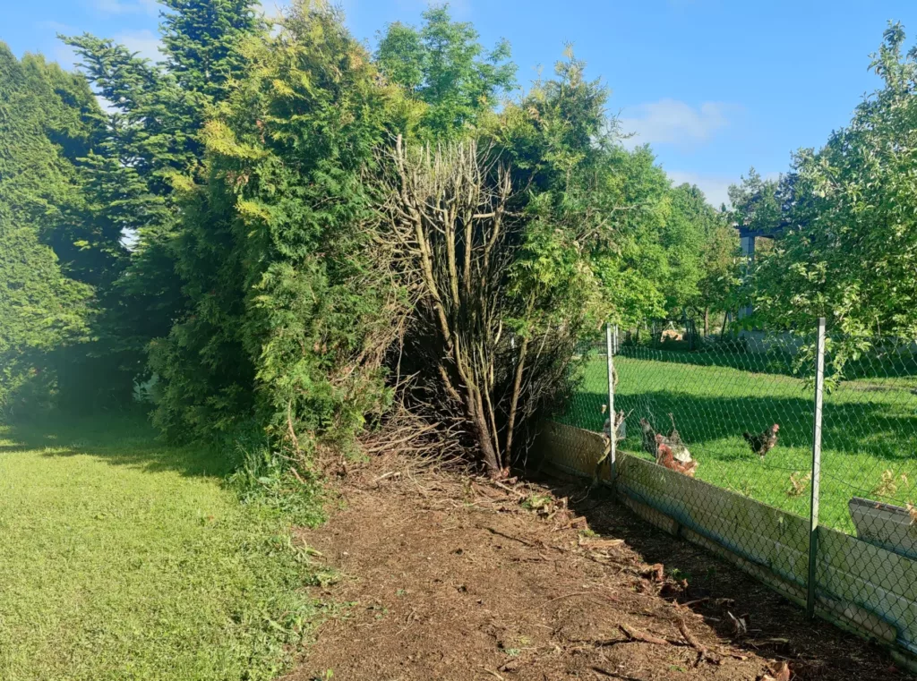 Alte Hecke entfernen, samt wurzeln