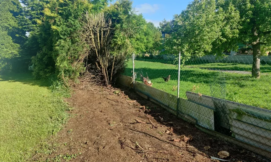 Alte Hecke entfernen, samt wurzeln