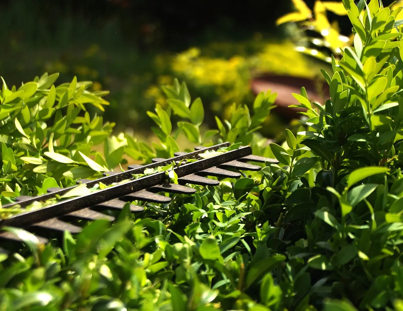 Hecke schneiden leicht gemacht: Expertenrat zur Gartengestaltung Wien